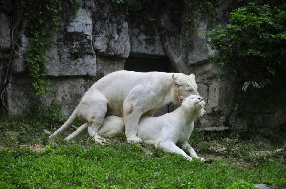 2012年8月29日,广州香江野生动物世界,白虎性交野性十足,高潮来到时