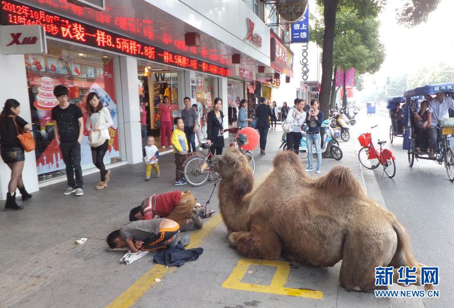 绍兴闹市街头 两孩子牵骆驼乞讨