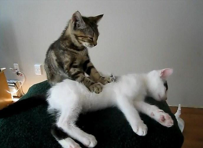 两只猫按铃表情包图片