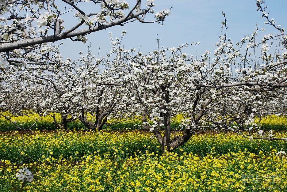 春季里开花十四五六_春季里开花什么意思_春季里开花dj